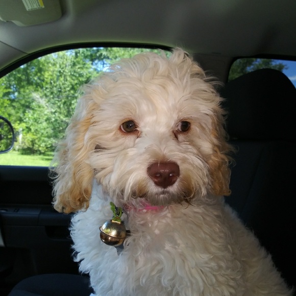 Meet your Posher, Dondi - Picture 2 of 3